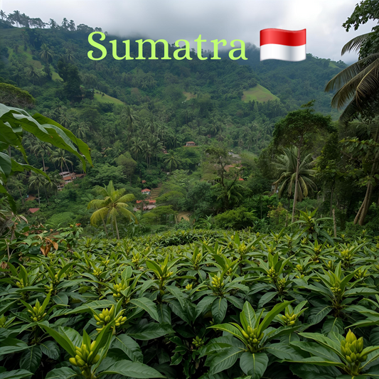 Balance Is Key Coffee - Sumatra