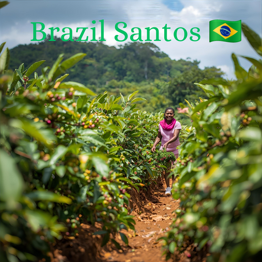 Balance Is Key Coffee - Brazil Santos