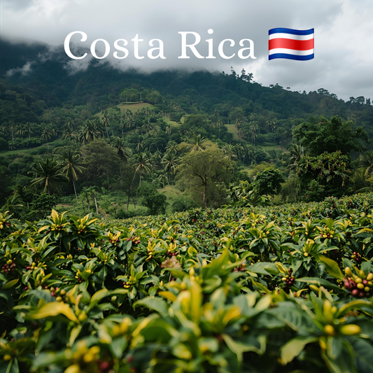 Balance Is Key Coffee - Costa Rica